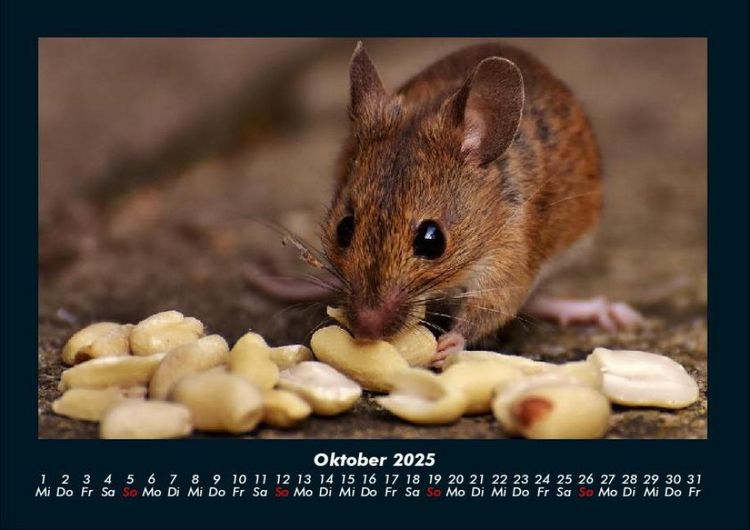 Produktbild: Haustierkalender 2025 Fotokalender DIN A4