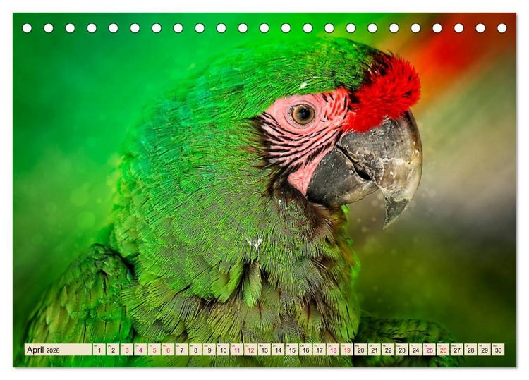 Produktbild: Mein bunter Papagei (Tischkalender 2026 DIN A5 quer), CALVENDO Monatskalender