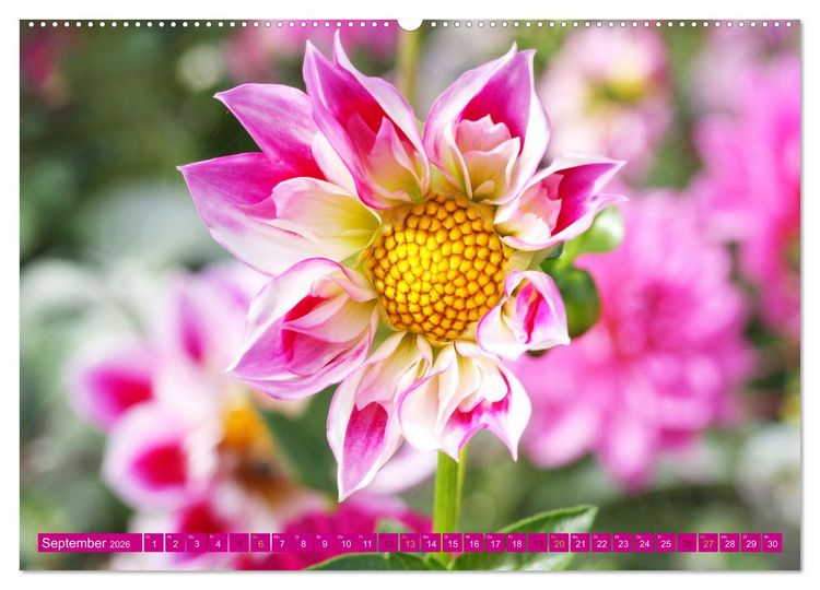 Produktbild: Liebenswerte Bl&uuml;ten (Wandkalender 2026 DIN A2 quer), CALVENDO Monatskalender