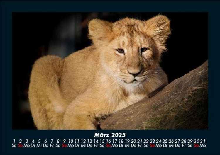 Produktbild: L&ouml;wen in der Wildnis 2025 Fotokalender DIN A5