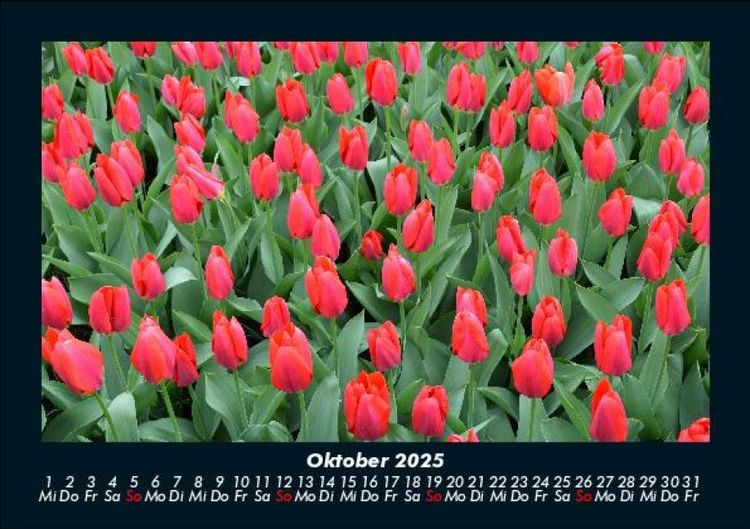 Produktbild: Blumentr&auml;ume 2025 Fotokalender DIN A5