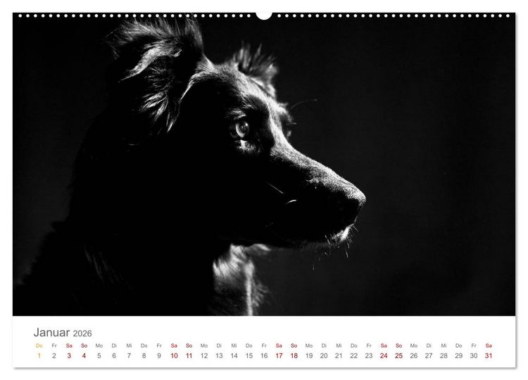 Produktbild: Hundeportraits Fine Art (Wandkalender 2026 DIN A2 quer), CALVENDO Monatskalender