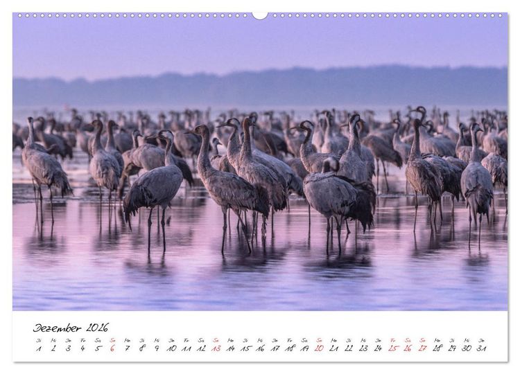 Produktbild: Kraniche am Schlafplatz - im Naturparadies der Mecklenburgischen Seenplatte (Wandkalender 2026 DIN A2 quer), CALVENDO Monatskalender