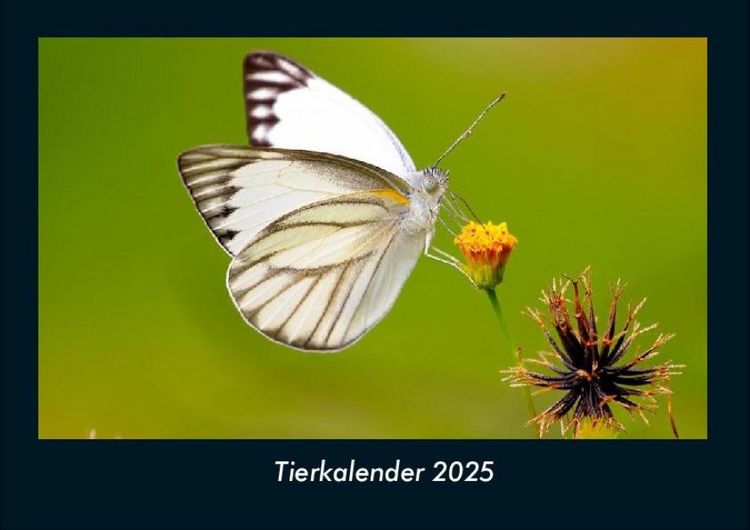 Produktbild: Tierkalender 2025 Fotokalender DIN A4