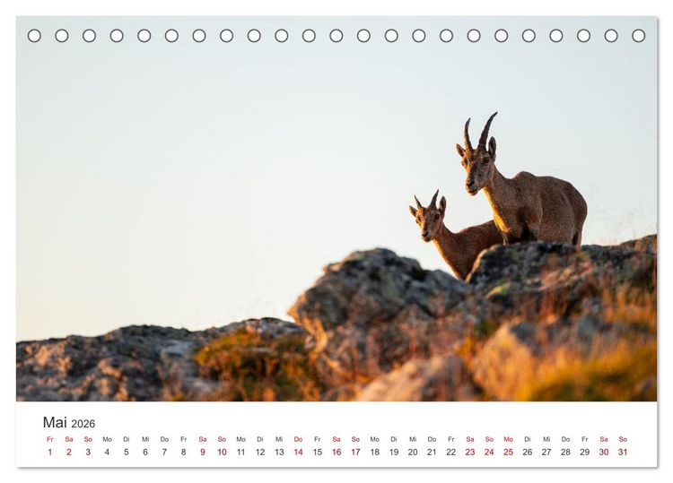 Produktbild: Steinbock - K&ouml;nig der Alpen (Tischkalender 2026 DIN A5 quer), CALVENDO Monatskalender