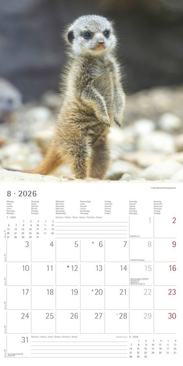 Produktbild: Alpha Edition - Erdmännchen 2026 Broschürenkalender, 30x30cm, Wandkalender mit P