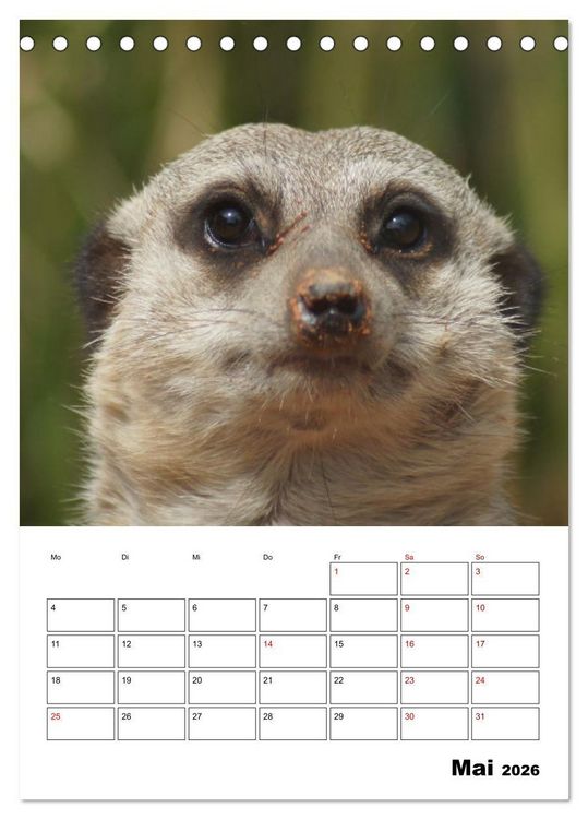 Produktbild: Niedliche Erdm&auml;nnchen (Tischkalender 2026 DIN A5 hoch), CALVENDO Monatskalender