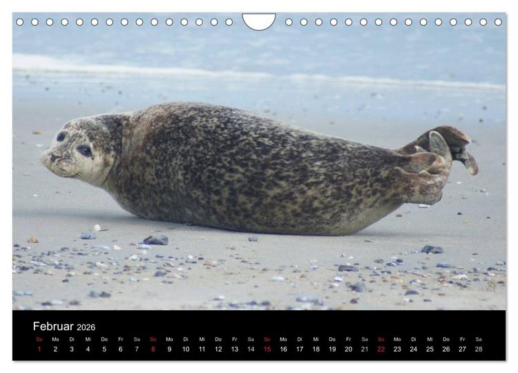 Produktbild: Verspielte Robben (Wandkalender 2026 DIN A4 quer), CALVENDO Monatskalender