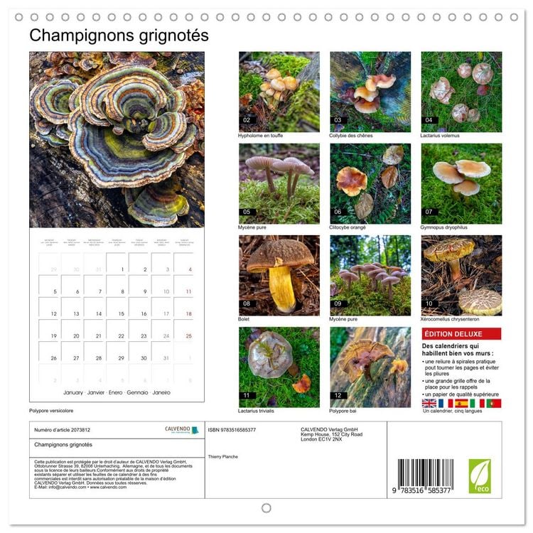 Produktbild: Champignons grignot&eacute;s (Calendrier mural carr&eacute; 2026 30x30 cm) Calendrier double avec une page pour vos prises de notes