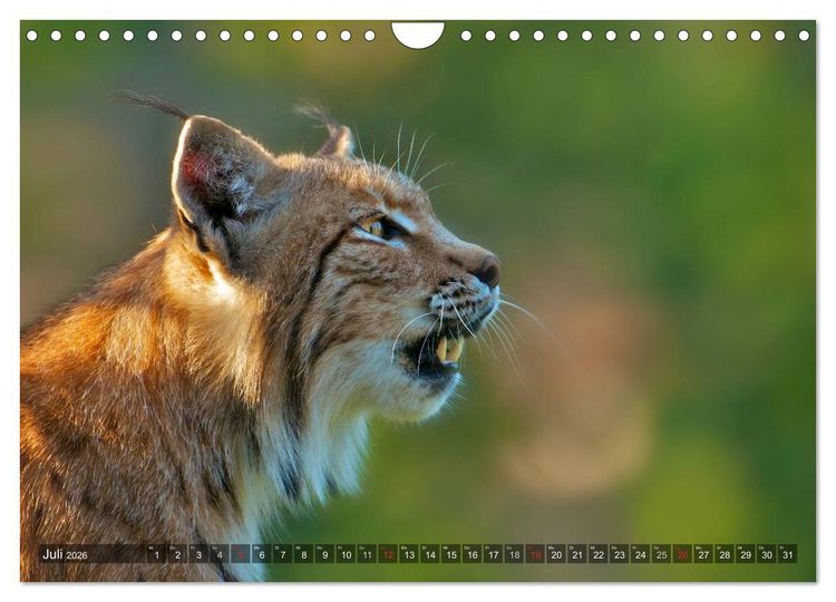 Produktbild: Der Luchs - Dem Pinselohr auf der Spur (Wandkalender 2026 DIN A4 quer), CALVENDO Monatskalender