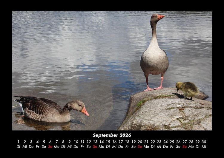 Produktbild: Enten 2026 Fotokalender DIN A3