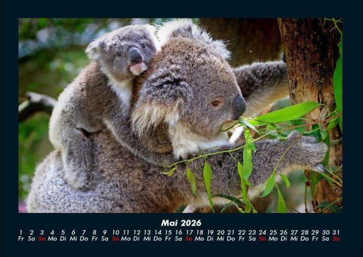 Produktbild: Koala 2026 Fotokalender DIN A4