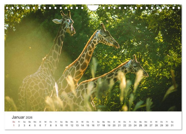 Produktbild: Safari durch Afrika (Wandkalender 2026 DIN A4 quer), CALVENDO Monatskalender