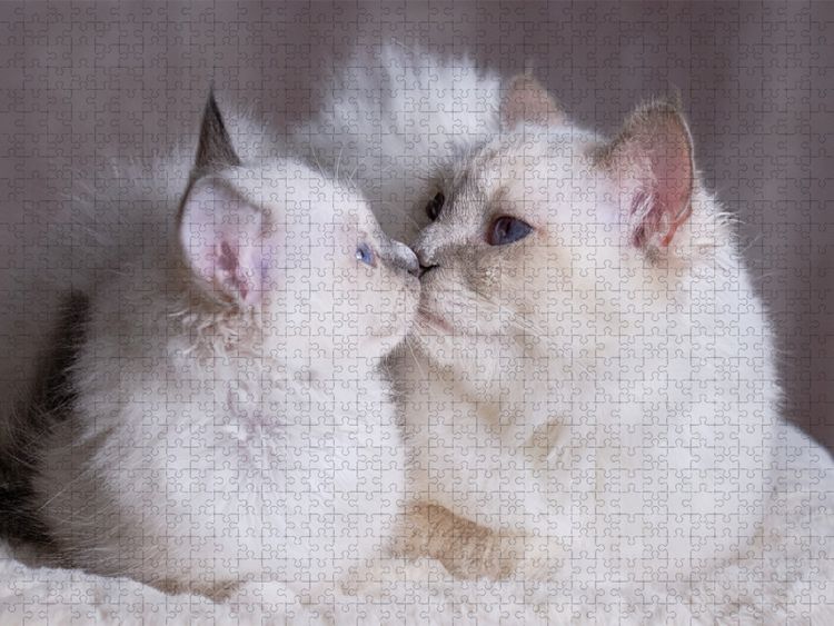 Produktbild: CALVENDO Puzzle Junice mit Mama - Blue Point | 1000 Teile Lege-Gr&ouml;&szlig;e 64x48cm Foto-Puzzle f&uuml;r gl&uuml;ckliche Stunden