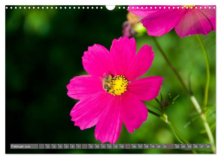 Produktbild: Blumenpracht der Welt (Wandkalender 2026 DIN A3 quer), CALVENDO Monatskalender