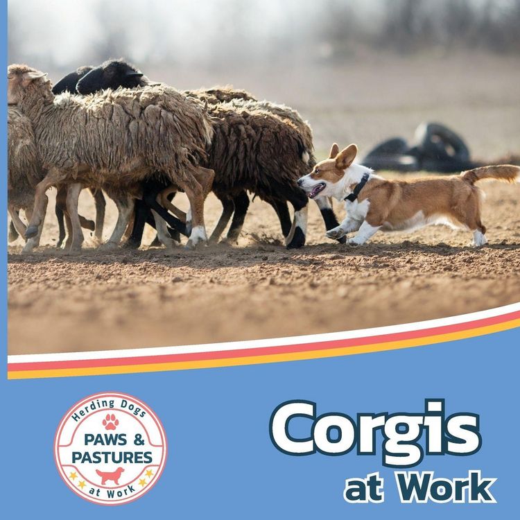 Produktbild: Corgis at Work