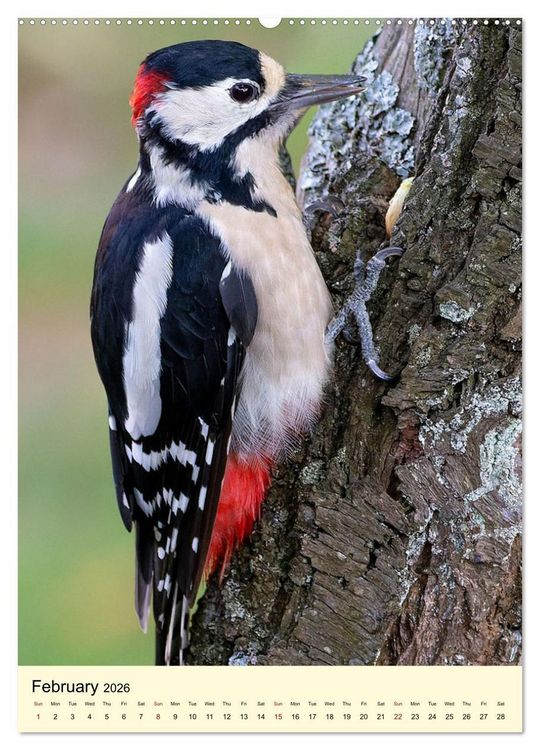 Produktbild: Shy forest birds (High Quality Premium Wall Calendar 2026 DIN A2 portrait),CALVENDO 12 Month Wall Calendar