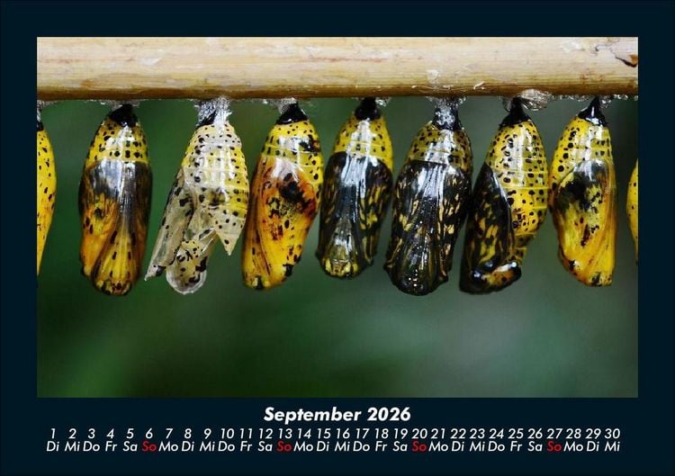 Produktbild: Bunte Pracht der Schmetterlinge 2026 Fotokalender DIN A5