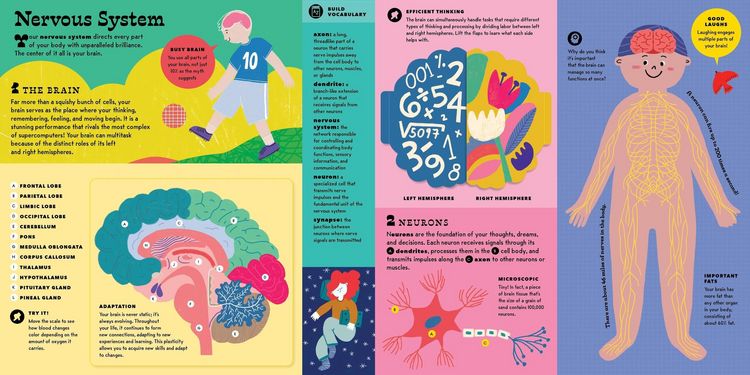 Produktbild: The Interactive Human Body