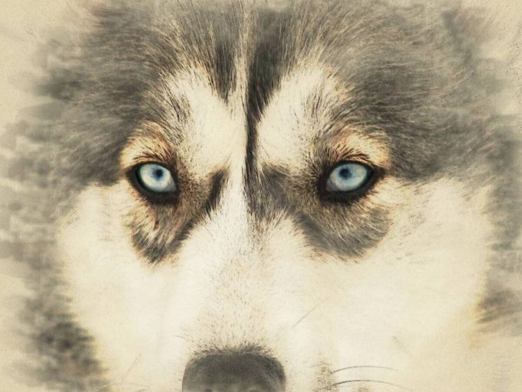 Produktbild: CALVENDO Puzzle Schlittenhunde | 1000 Teile Lege-Gr&ouml;&szlig;e 64x48cm Foto-Puzzle f&uuml;r gl&uuml;ckliche Stunden