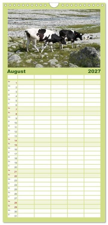 Produktbild: Familienplaner 2027 - K&uuml;he mit H&ouml;rnern mit 5 Spalten (Wandkalender, 21 x 45 cm) CALVENDO