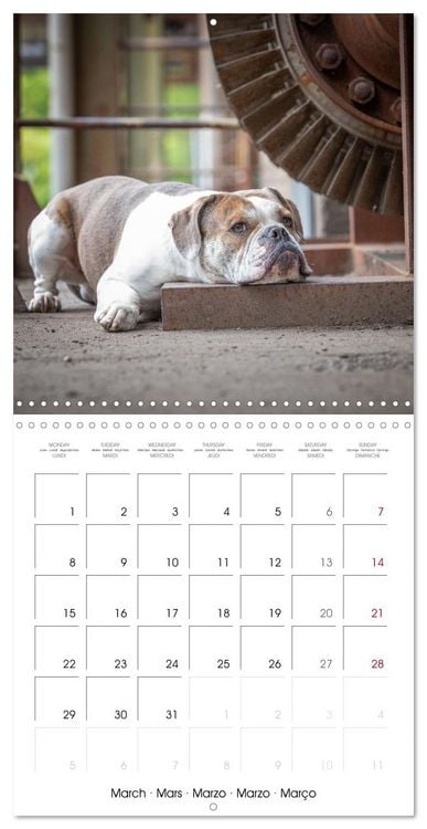 Produktbild: City dogs in the landscape park (Wall Calendar 2027 12 &times; 12 Inch) CALVENDO 12 Month Wall Calendar