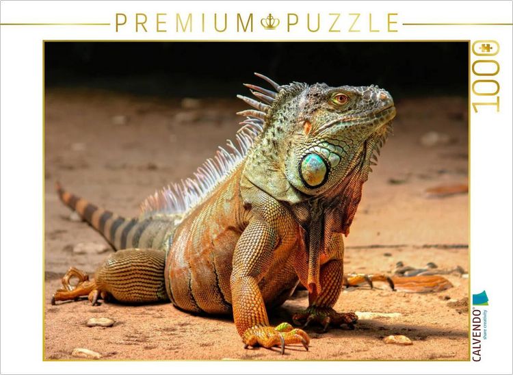 Produktbild: CALVENDO Puzzle Wundersch&ouml;ner Leguan | 1000 Teile Lege-Gr&ouml;&szlig;e 64x48cm Foto-Puzzle f&uuml;r gl&uuml;ckliche Stunden
