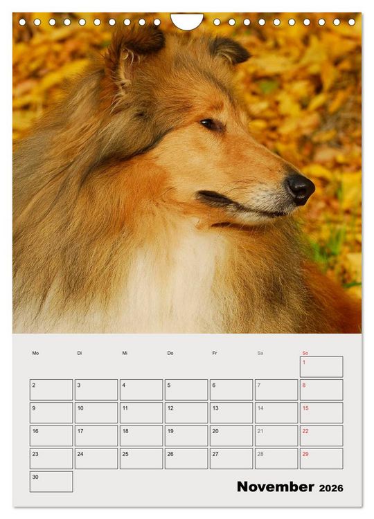 Produktbild: Collies - Freunde f&uuml;r&acute;s Leben (Wandkalender 2026 DIN A4 hoch), CALVENDO Monatskalender