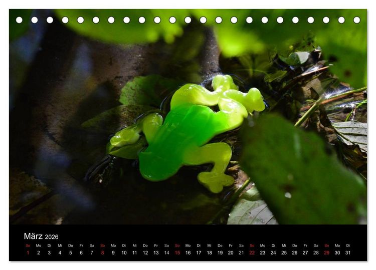 Produktbild: Die Welt der Fruchtgummis (Tischkalender 2026 DIN A5 quer), CALVENDO Monatskalender
