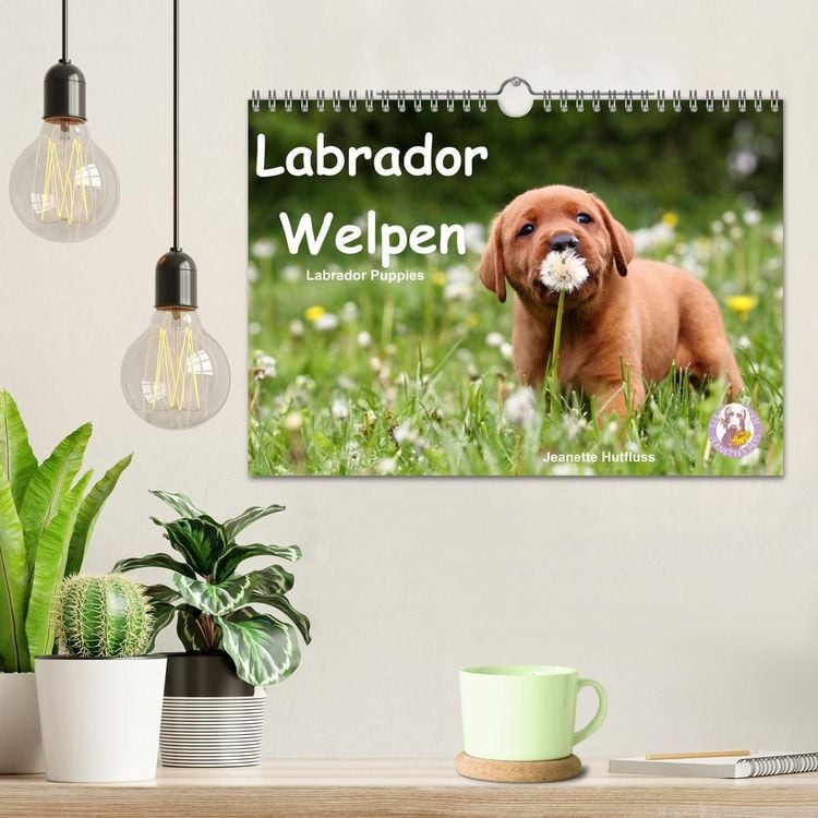 Produktbild: Labrador Welpen - Labrador Puppies (Wandkalender 2027 DIN A4 quer), CALVENDO Monatskalender