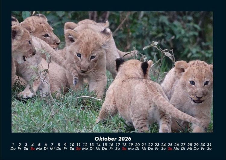 Produktbild: Der Tierkalender 2026 Fotokalender DIN A4