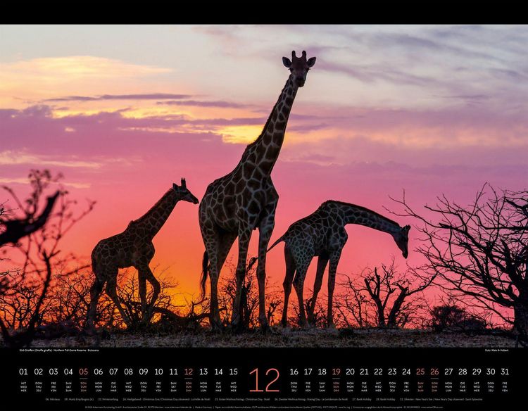 Produktbild: Wildes Afrika Kalender 2027