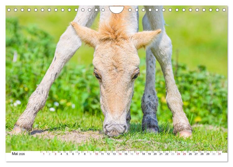 Produktbild: Ein Herz f&uuml;r Wildpferde (Wandkalender 2026 DIN A4 quer), CALVENDO Monatskalender
