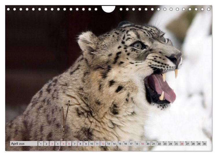 Produktbild: Schneeleoparden. Perfekte Raubkatzen-Sch&ouml;nheiten (Wandkalender 2026 DIN A4 quer), CALVENDO Monatskalender