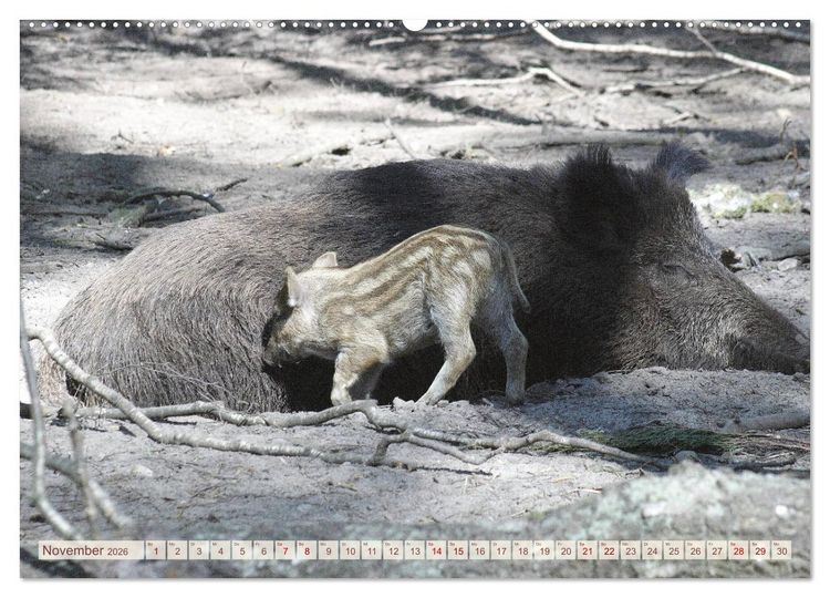 Produktbild: Tierische Schweinerei (hochwertiger Premium Wandkalender 2026 DIN A2 quer), Kunstdruck in Hochglanz
