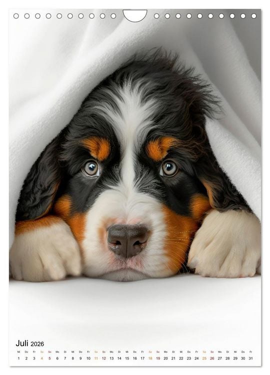 Produktbild: Berner Sennenhund - gutm&uuml;tig und treu (Wandkalender 2026 DIN A4 hoch), CALVENDO Monatskalender