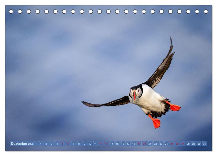 Produktbild: Puffins - Papageientaucher auf Island (Tischkalender 2026 DIN A5 quer), CALVENDO Monatskalender