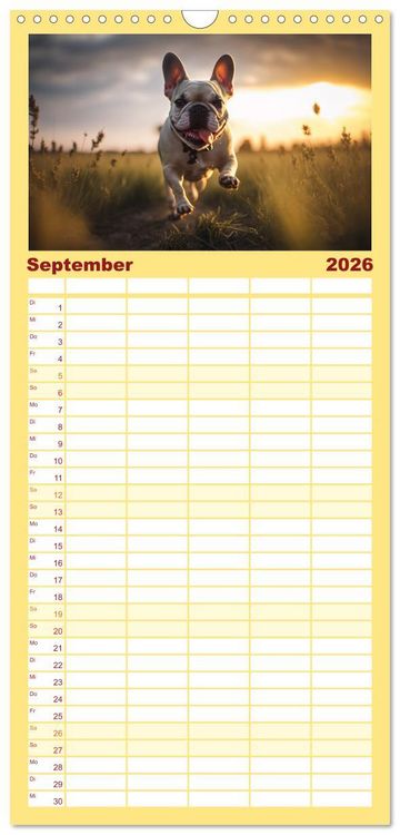 Produktbild: Familienplaner 2026 - Franz&ouml;sische Bulldoggen mit 5 Spalten (Wandkalender, 21 x 45 cm) CALVENDO