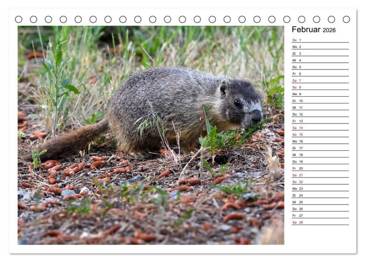 Produktbild: Murmeltiere in Nordamerika (Tischkalender 2026 DIN A5 quer), CALVENDO Monatskalender