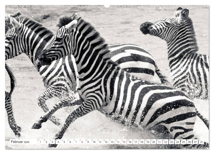 Produktbild: Emotionale Momente: Zebras - black & white. (Wandkalender 2026 DIN A2 quer), CALVENDO Monatskalender