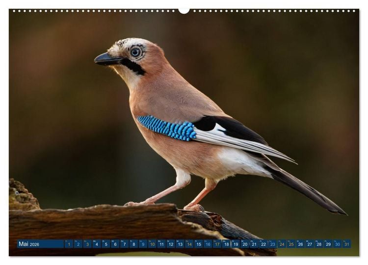 Produktbild: Eichelh&auml;her - Egon der Eichelh&auml;her fotografiert von Ostfriesenfotografie (Wandkalender 2026 DIN A2 quer), CALVENDO Monatskalender