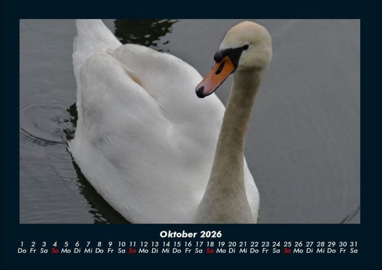 Produktbild: Welt der V&ouml;gel 2026 Fotokalender DIN A4