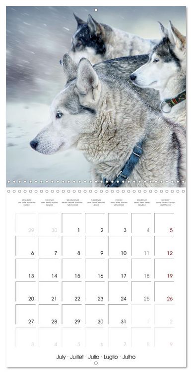 Produktbild: Des huskies adorables (Calendrier mural carr&eacute; 2026 30x30 cm) Calendrier double avec une page pour vos prises de notes