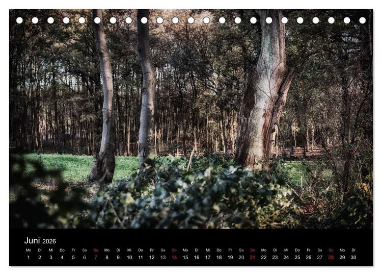 Produktbild: Mystische W&auml;lder (Tischkalender 2026 DIN A5 quer), CALVENDO Monatskalender