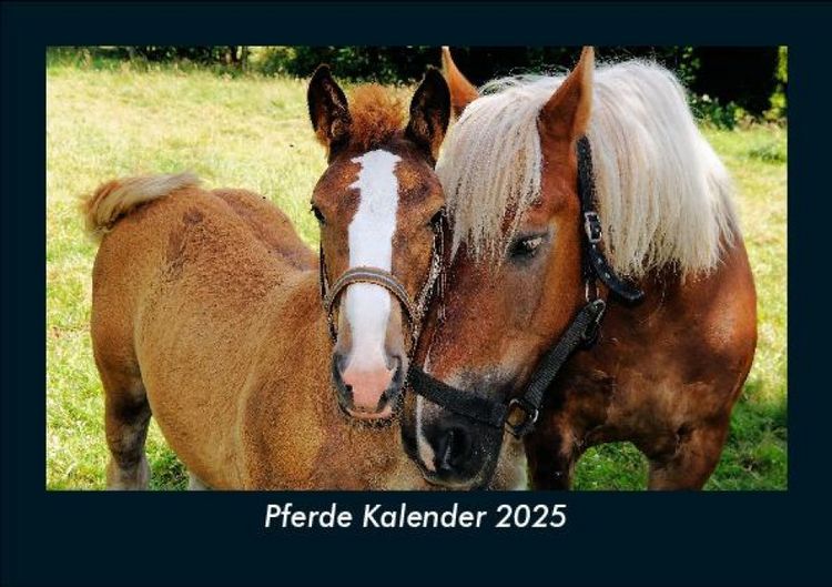 Produktbild: Pferde Kalender 2025 Fotokalender DIN A5