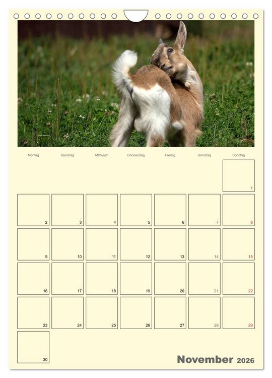 Produktbild: Zwergziegen (Wandkalender 2026 DIN A4 hoch), CALVENDO Monatskalender