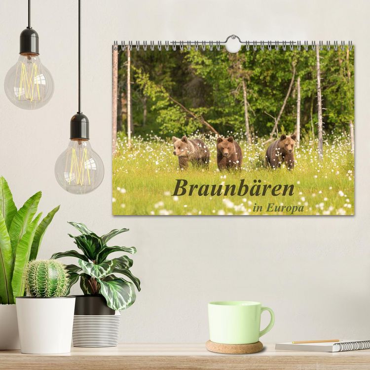 Produktbild: Braunb&auml;ren in Europa (Wandkalender 2026 DIN A4 quer), CALVENDO Monatskalender