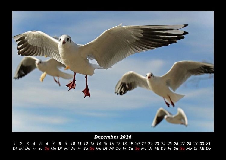 Produktbild: V&ouml;gel 2026 Fotokalender DIN A3
