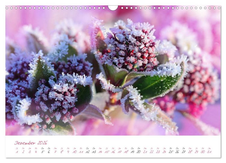 Produktbild: Bl&uuml;tentr&auml;ume in violett und pink (Wandkalender 2026 DIN A3 quer), CALVENDO Monatskalender
