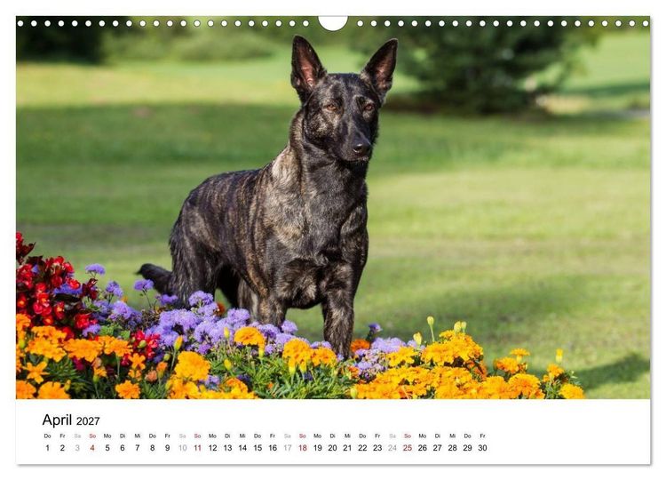 Produktbild: ausdrucksvolle Holl&auml;ndische Sch&auml;ferhunde (Wandkalender 2027 DIN A3 quer), CALVENDO Monatskalender